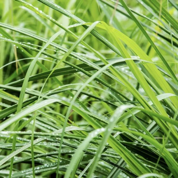 CLEEN ESSENTIAL OILS LEMONGRASS 10ML (柠檬草精油)-4.png